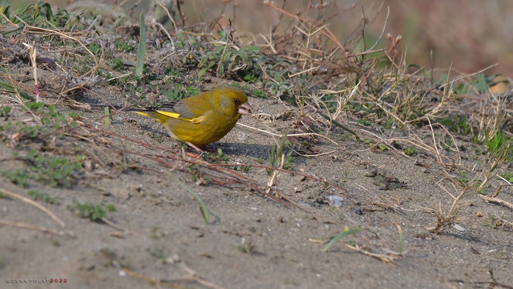 European Greenfinch