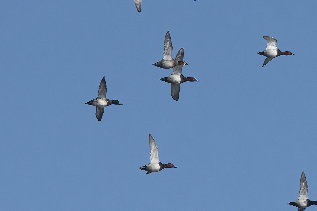 Greater Scaup