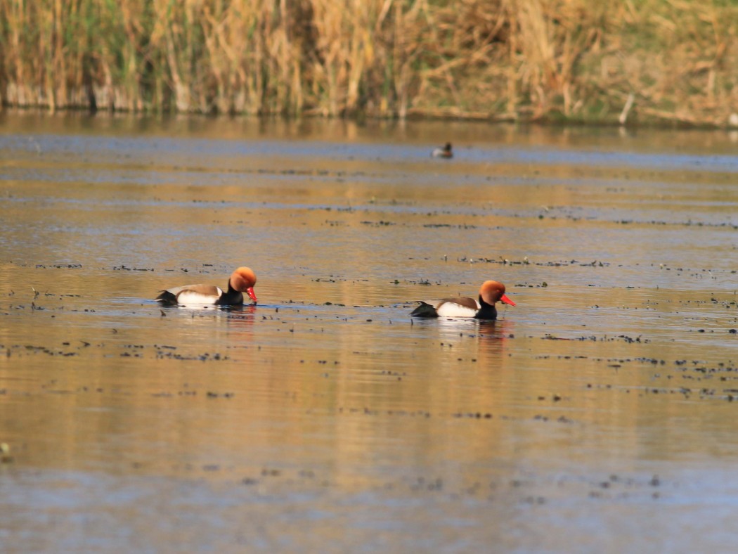 Red-crested Pochard