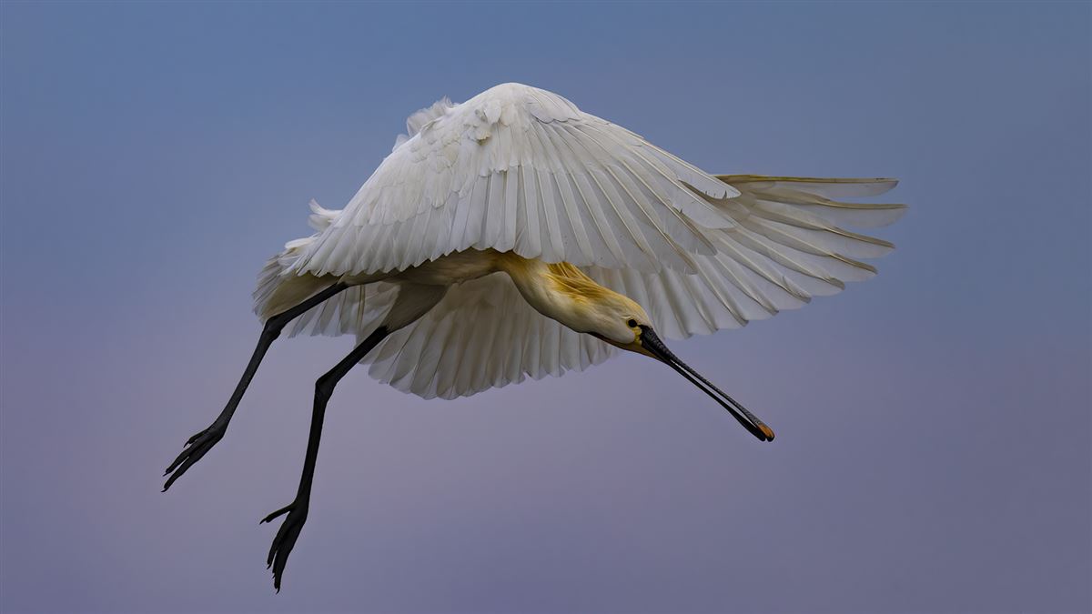 Eurasian Spoonbill