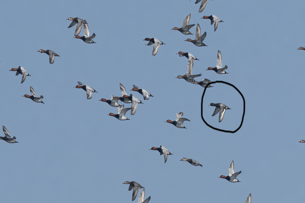 Greater Scaup