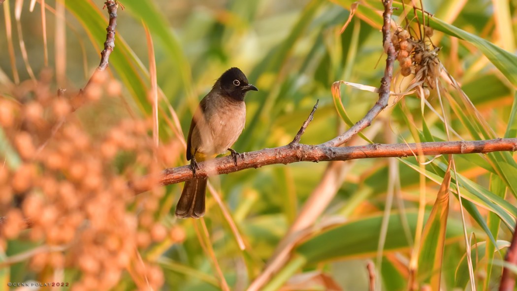 White-spectacled Bulbul