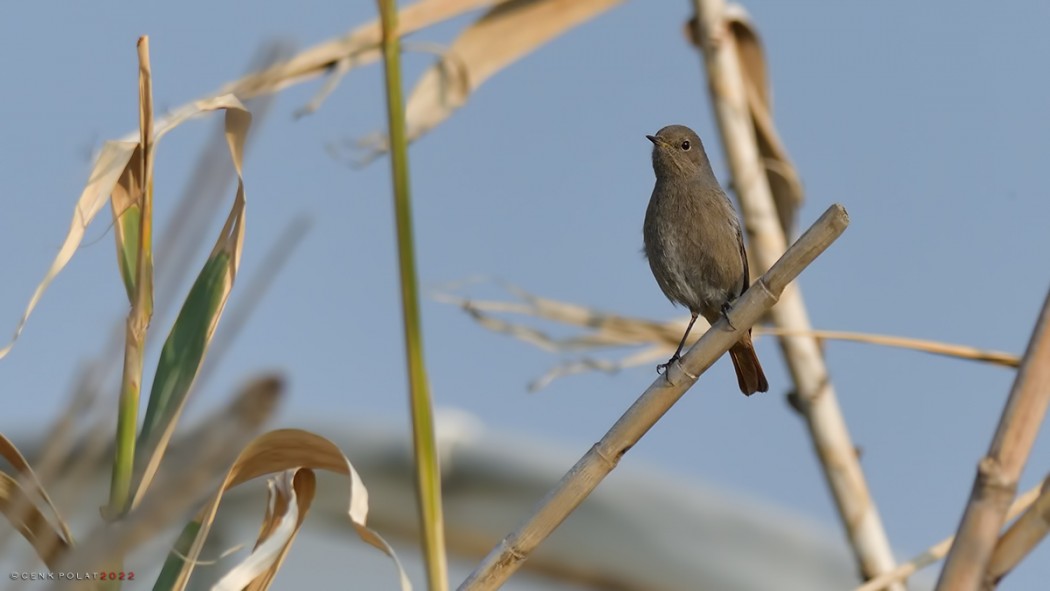 Black Redstart