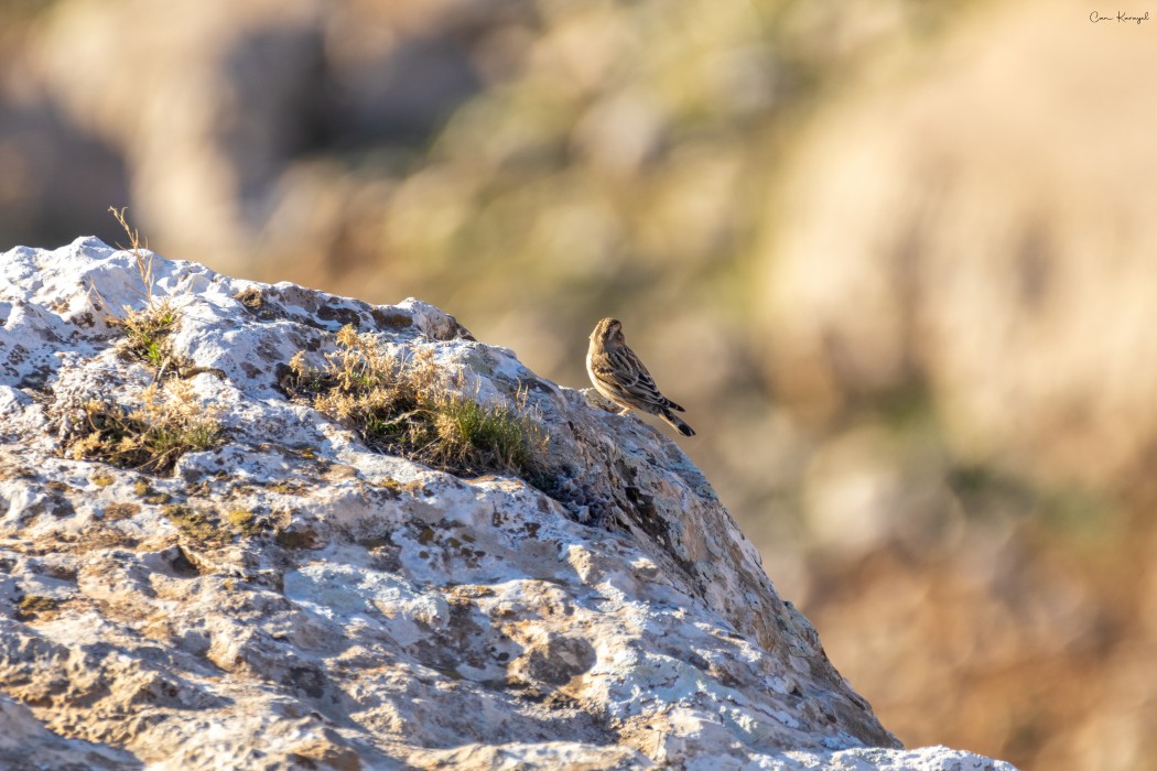 Rock Sparrow