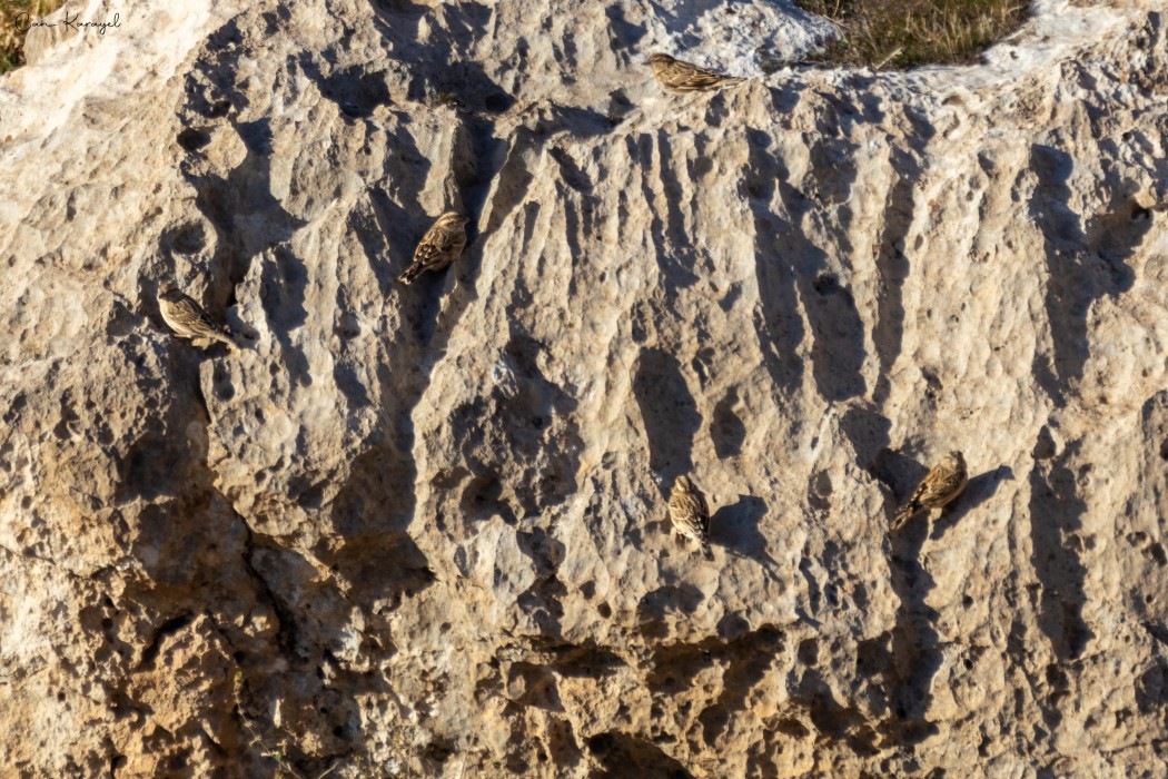 Rock Sparrow