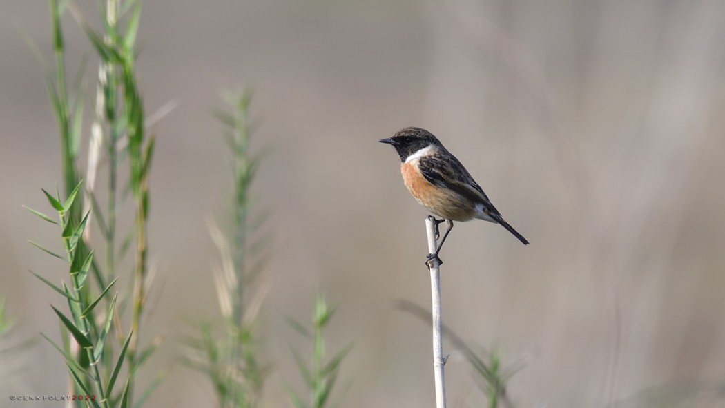 European Stonechat