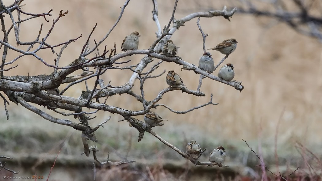 House Sparrow