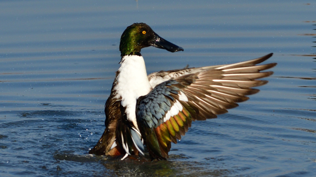 Northern Shoveler