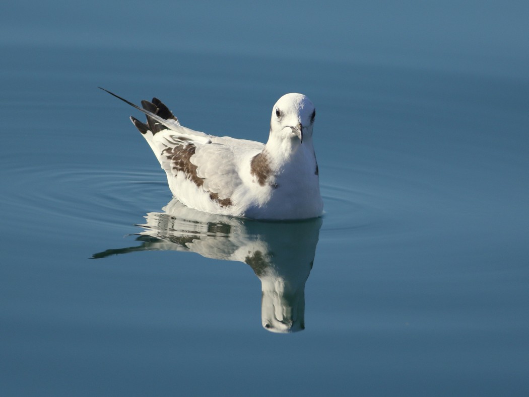 Black-legged Kittiwake