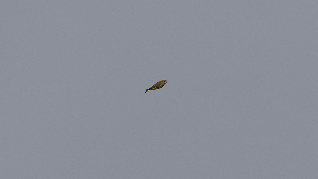 European Greenfinch