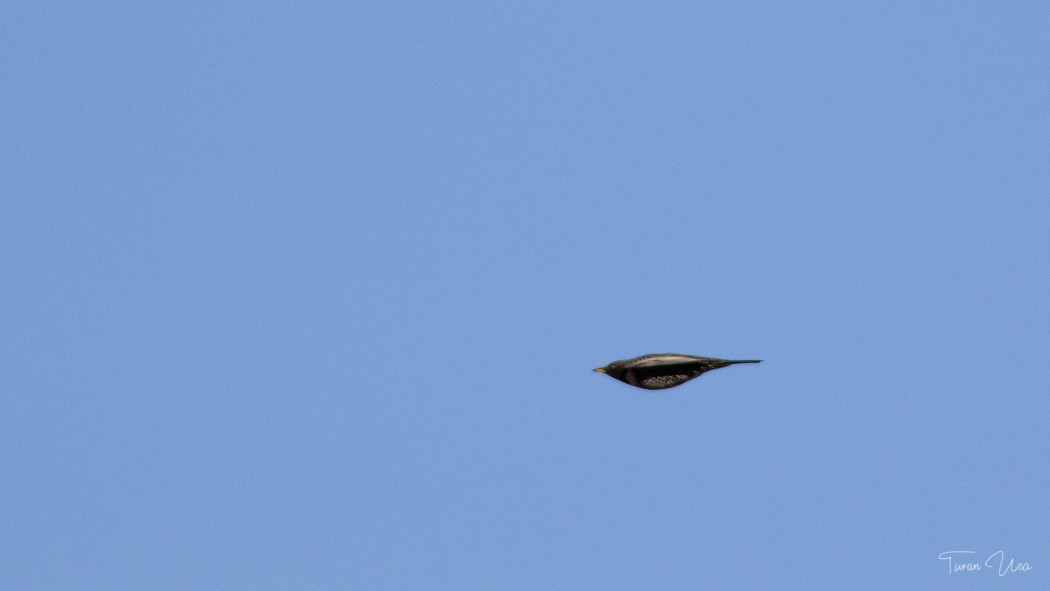 Ring Ouzel