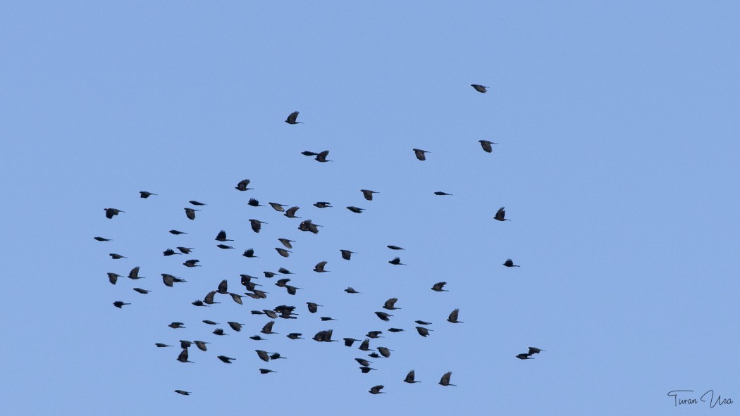 Alpine Chough