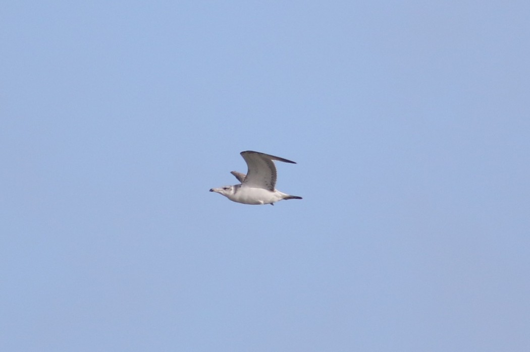 Pallas`s Gull