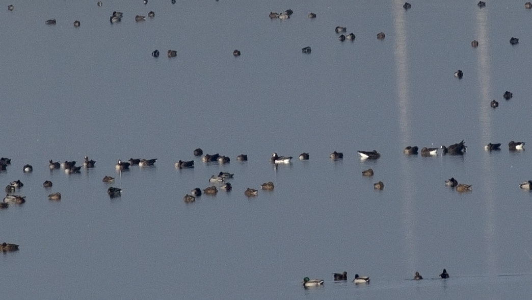 Barnacle Goose
