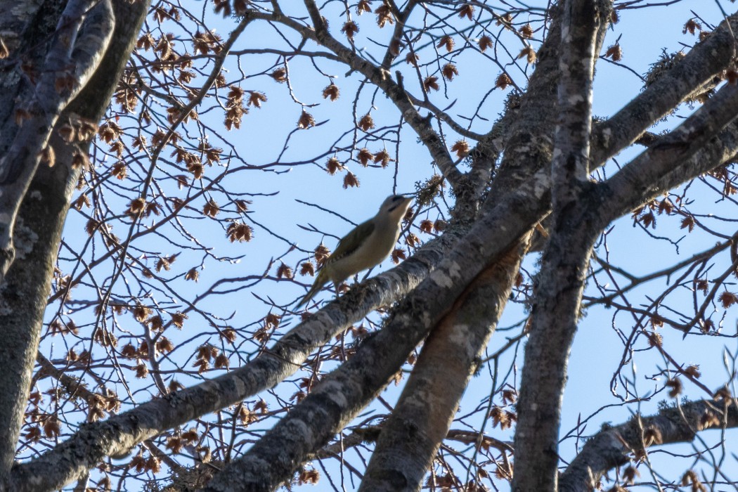 Grey-headed Woodpecker
