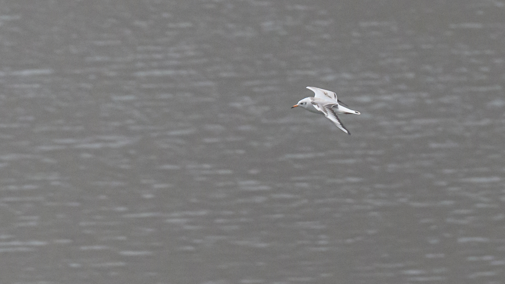 Black-headed Gull