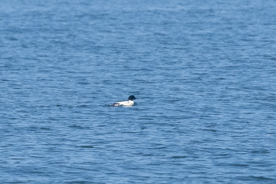 Common Merganser