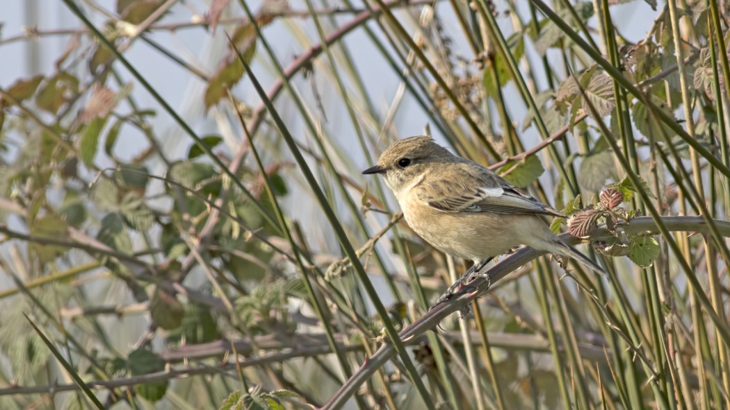 Siberian Stonechat