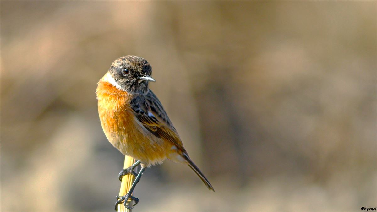 European Stonechat