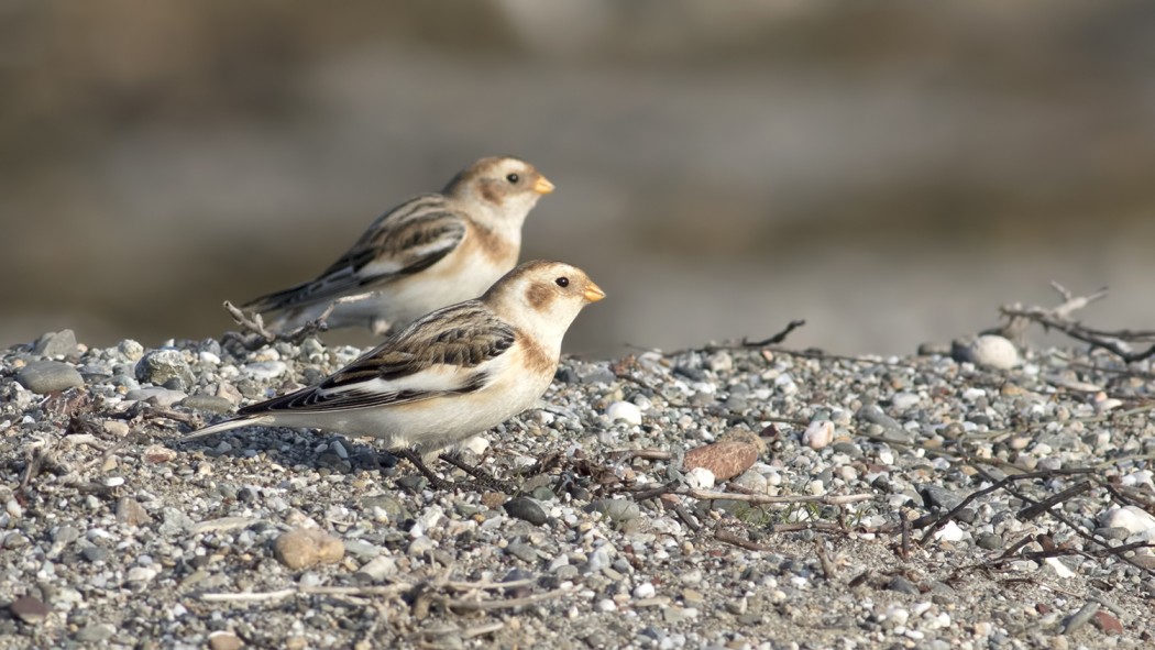 Snow Bunting