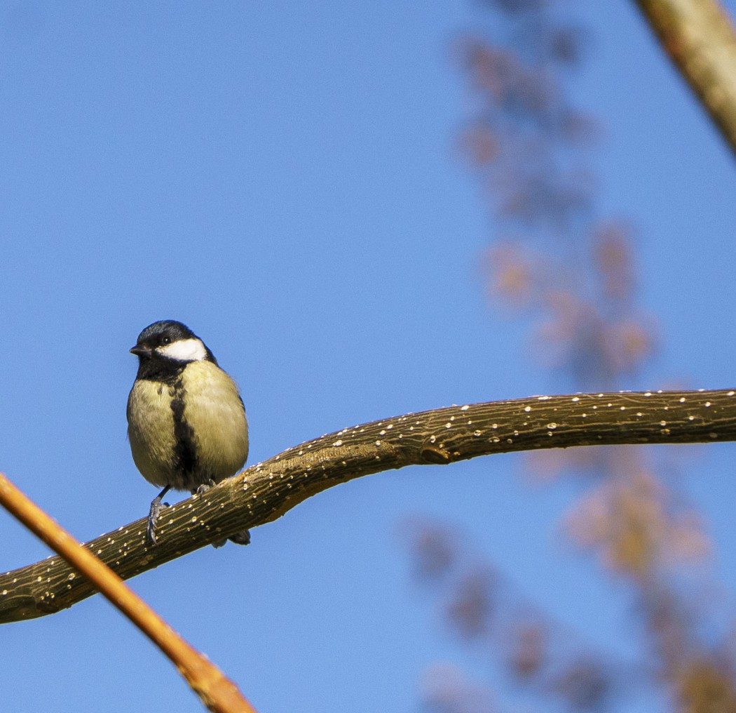 Great Tit