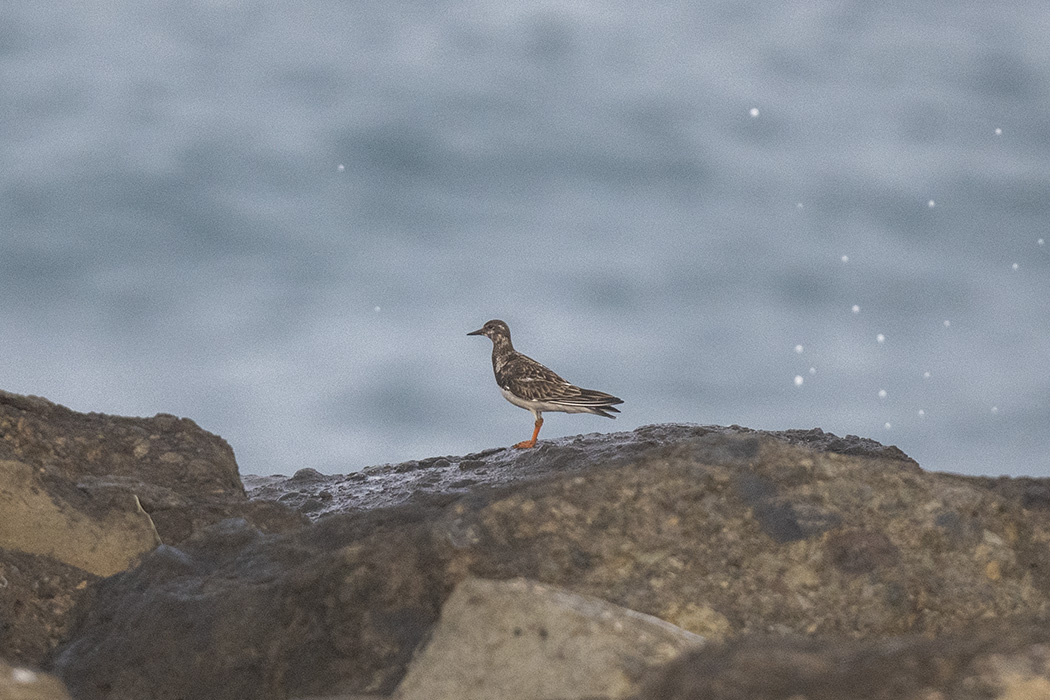 Ruddy Turnstone