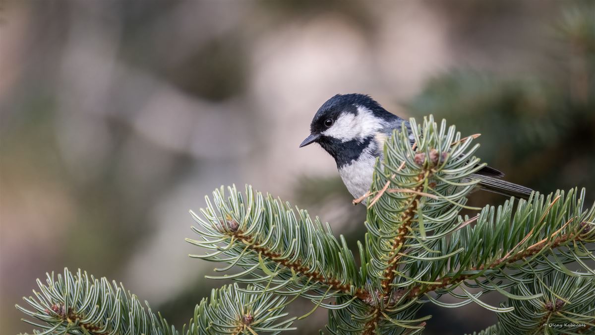Coal Tit