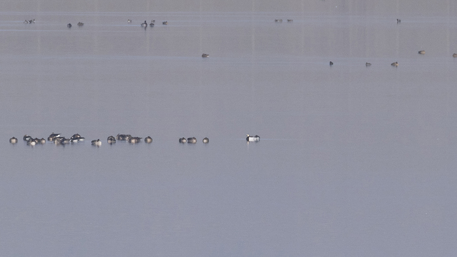 Barnacle Goose