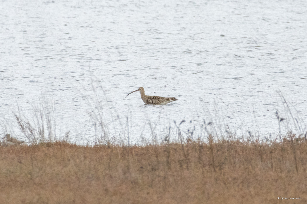 Eurasian Curlew