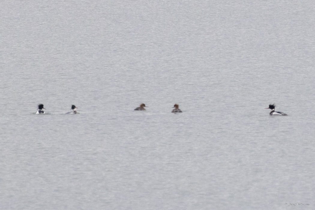Red-breasted Merganser