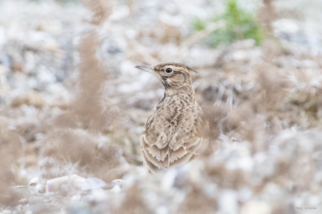 Crested Lark