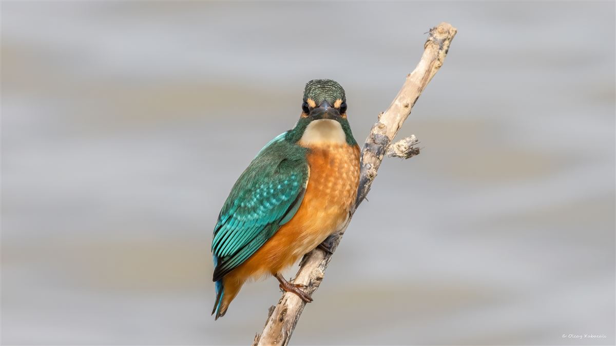 Common Kingfisher