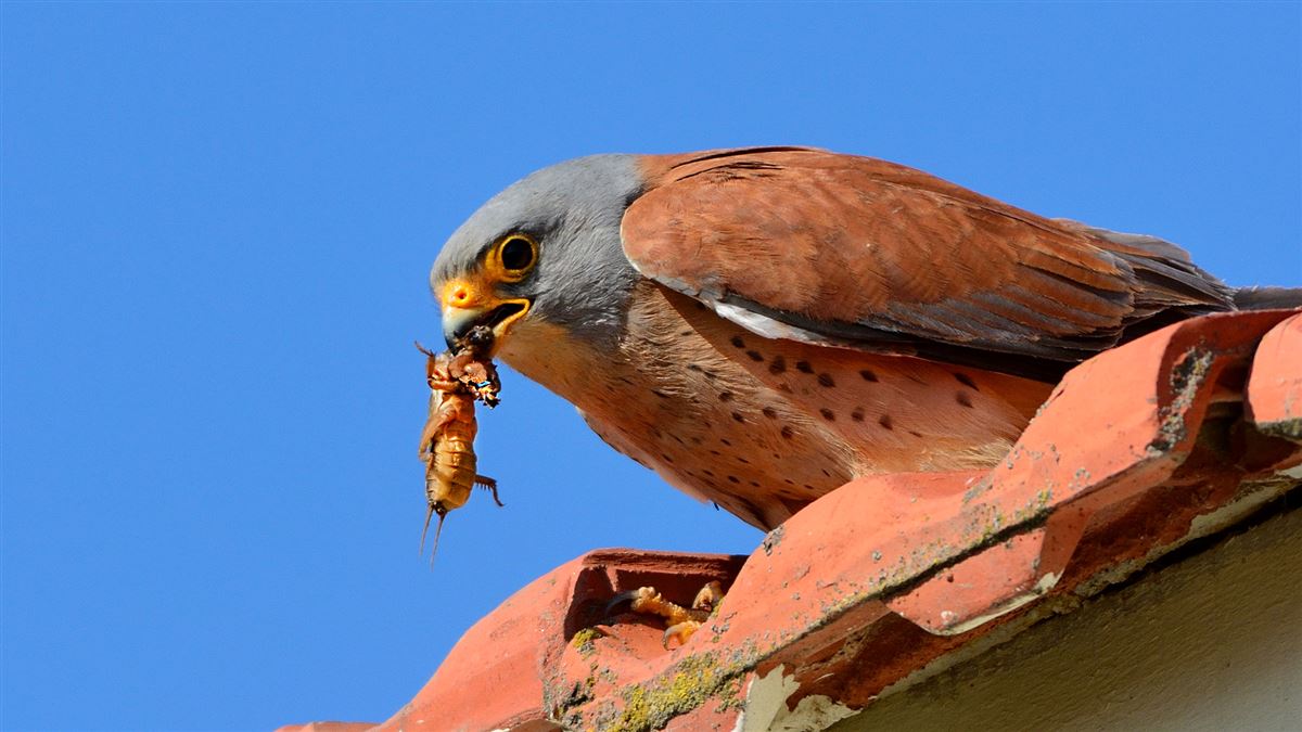 Lesser Kestrel
