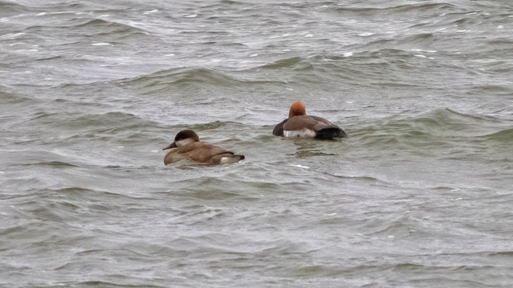 Red-crested Pochard