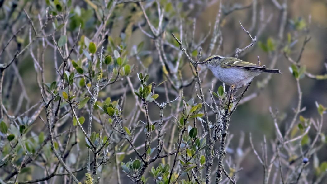 Pallas`s Leaf Warbler