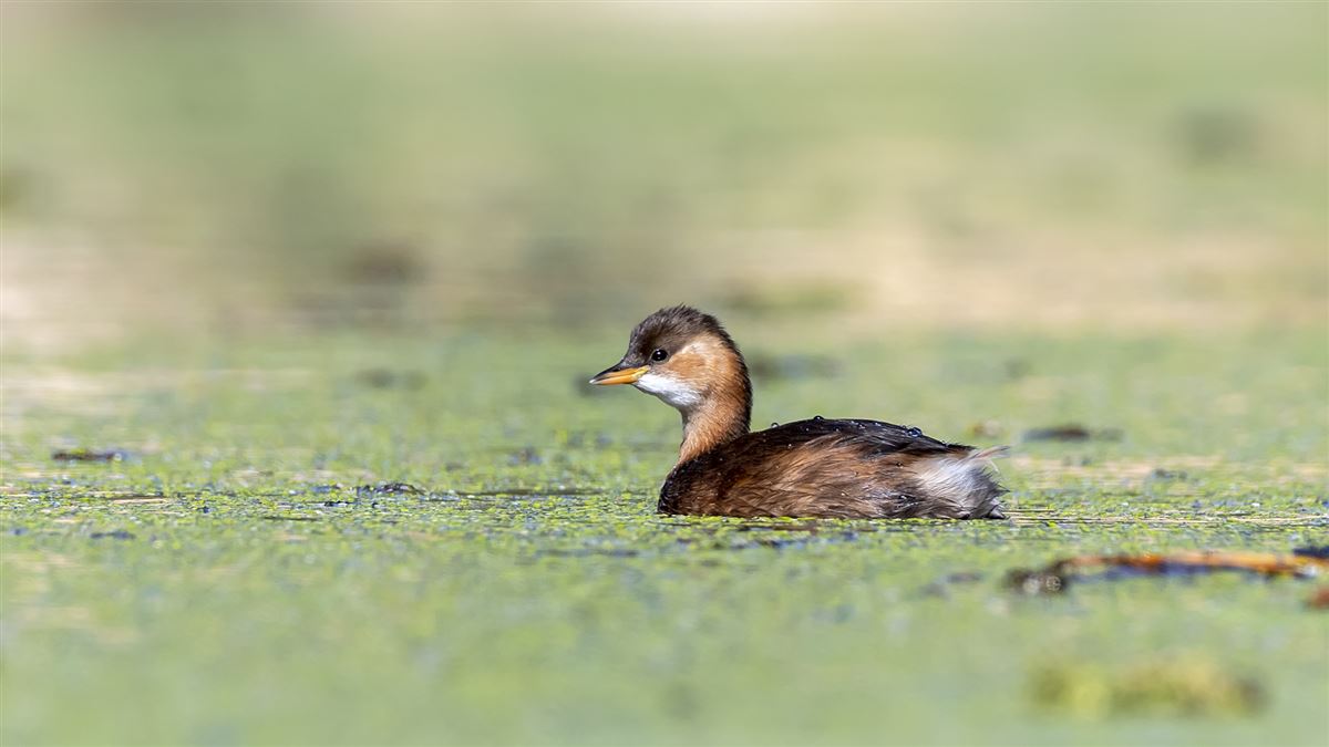 Little Grebe