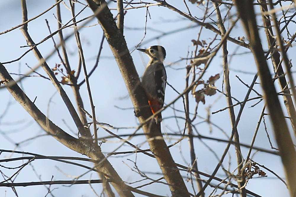 Syrian Woodpecker
