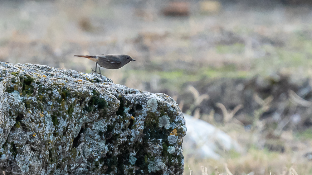 Black Redstart