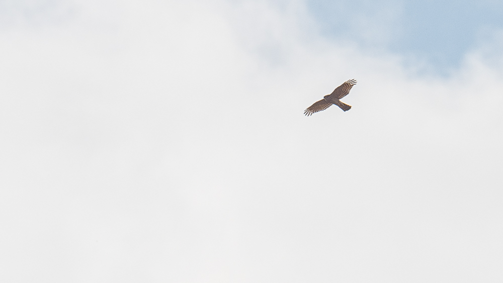 Eurasian Sparrowhawk