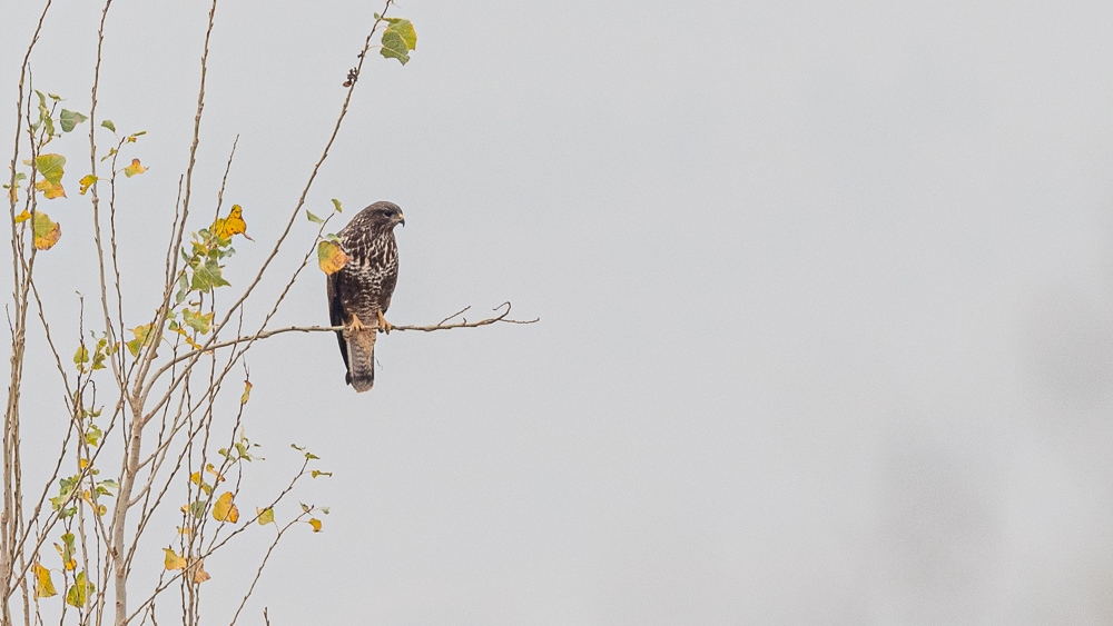 Common Buzzard
