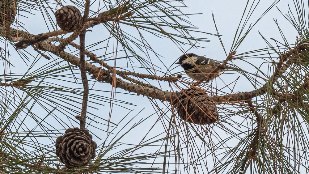 Coal Tit