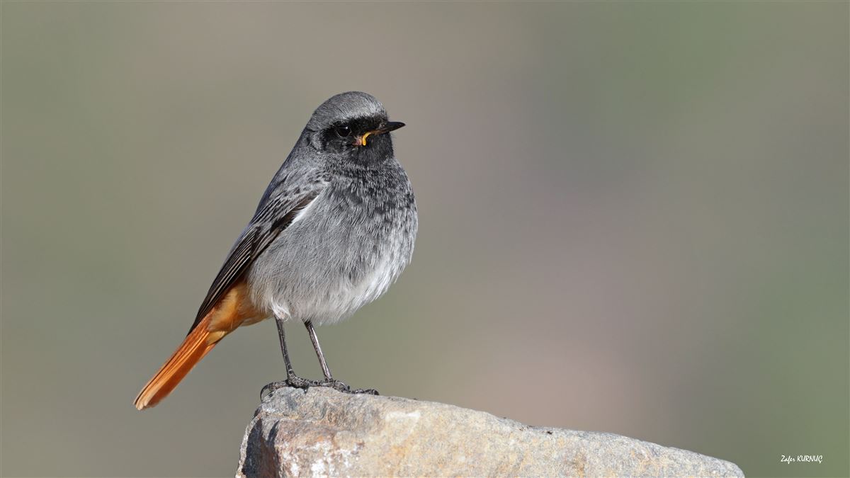 Black Redstart