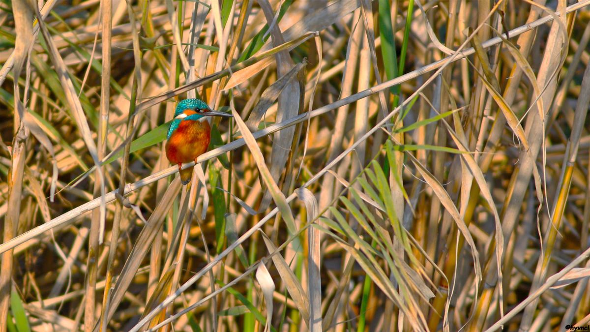 Common Kingfisher