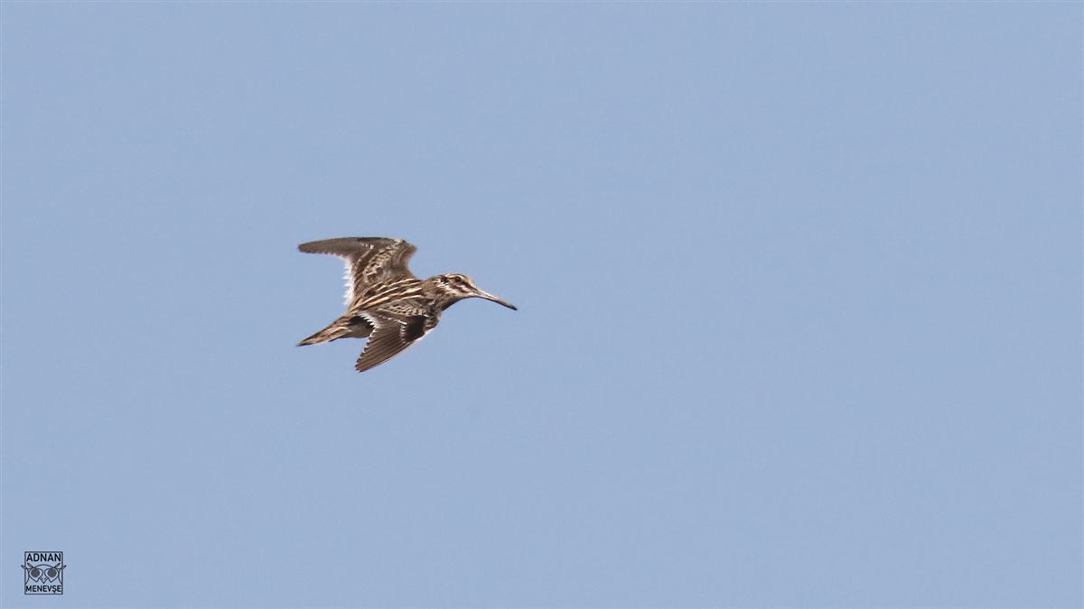 Jack Snipe