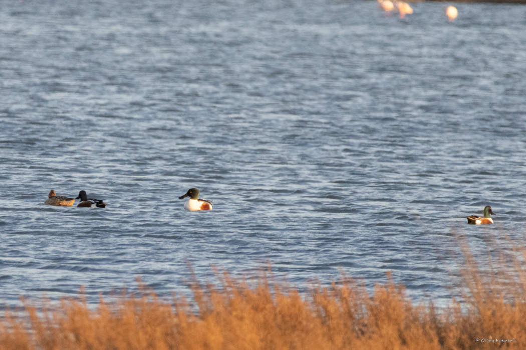 Northern Shoveler