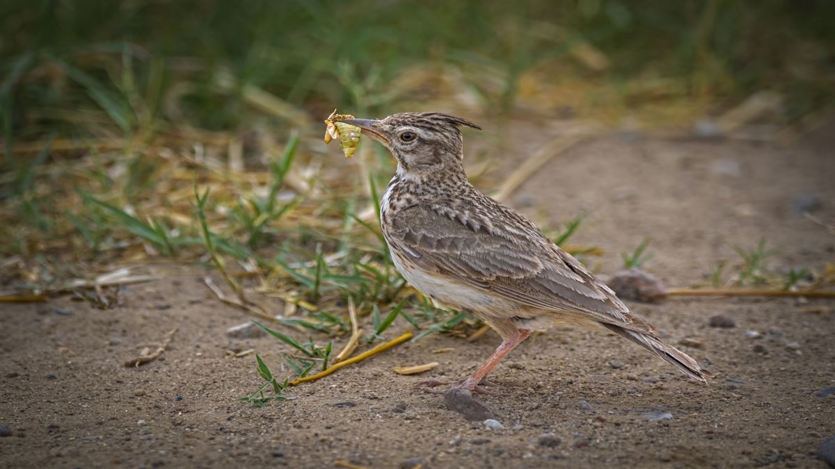 Crested Lark