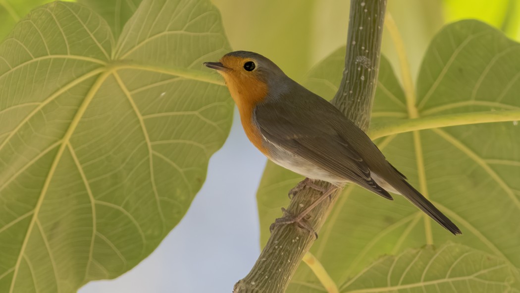 European Robin