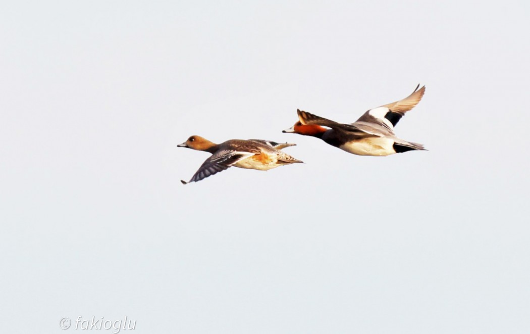 Eurasian Wigeon
