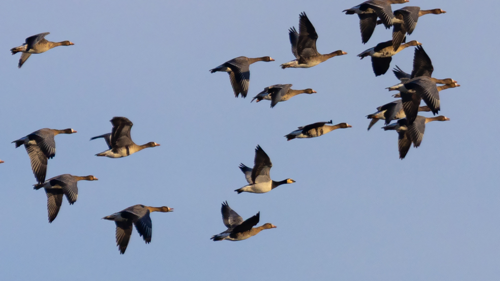 Barnacle Goose