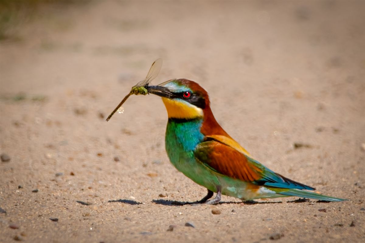 European Bee-eater